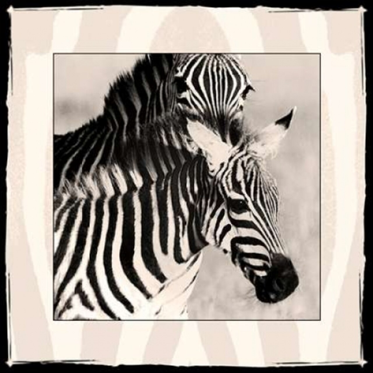 Zebra Enchantment 1 Poster Print by Frank &#x26; Susann Parker Nature Photography - Item # VARPDX366FSP1005
